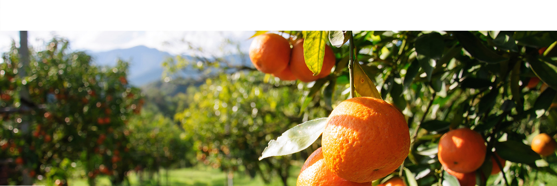 Banniere producteurs