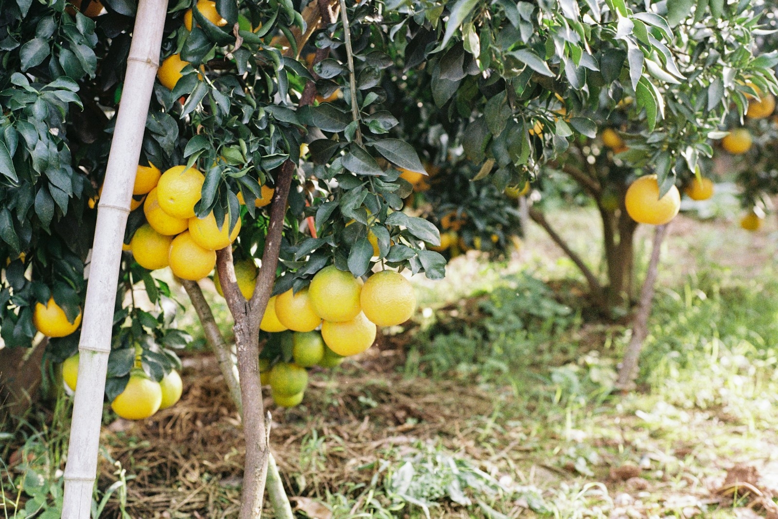 Ripe grapefruits hanging from a tree branch.