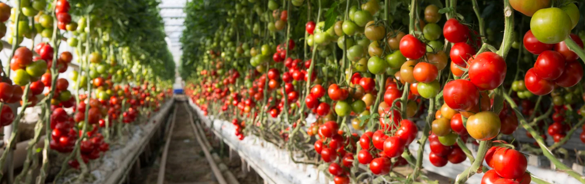 0 bannière tomates