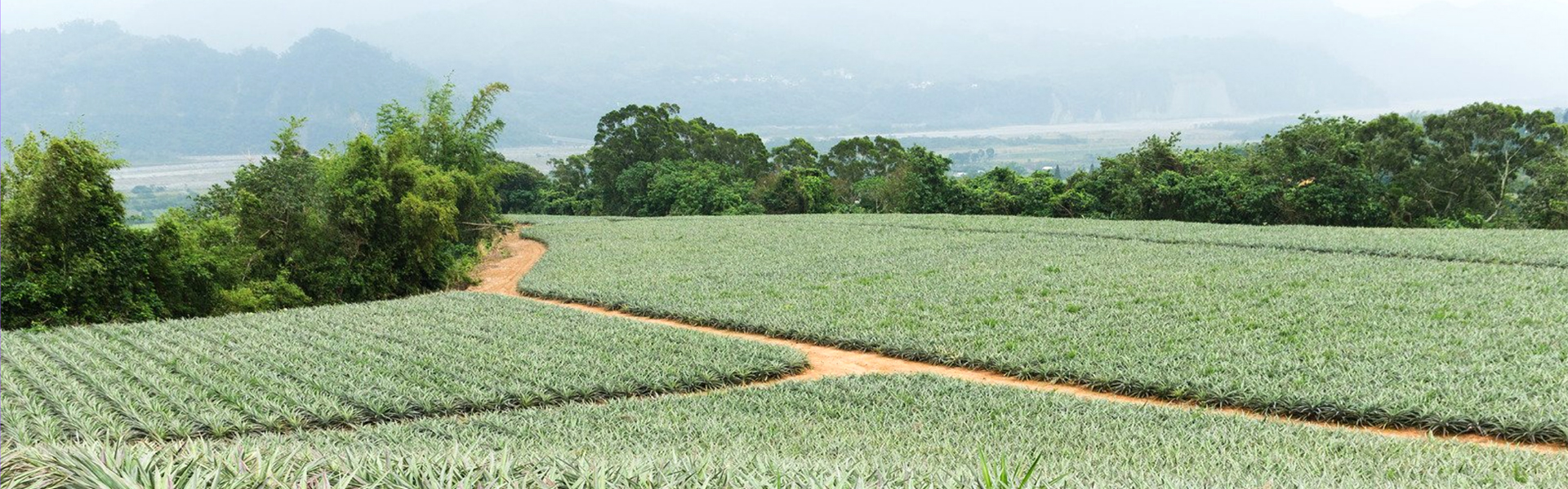 0 bannière champs ananas