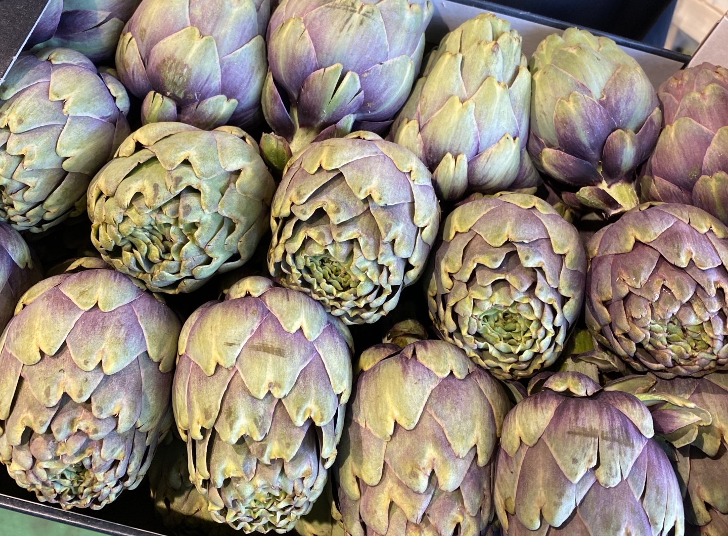 Artichaud violet