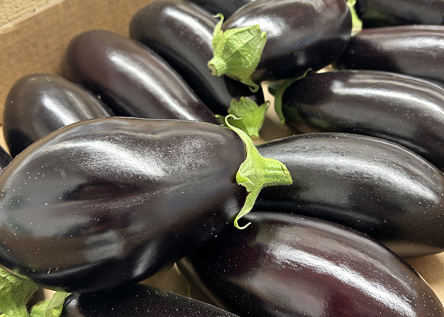 Aubergine
