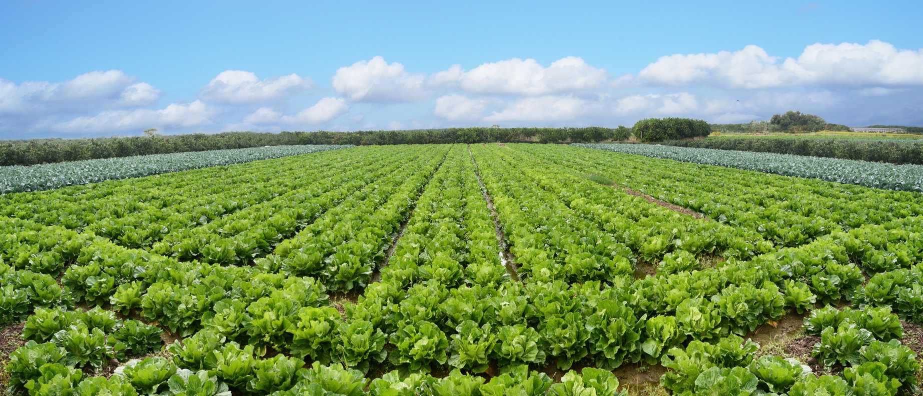 Champ de légumes