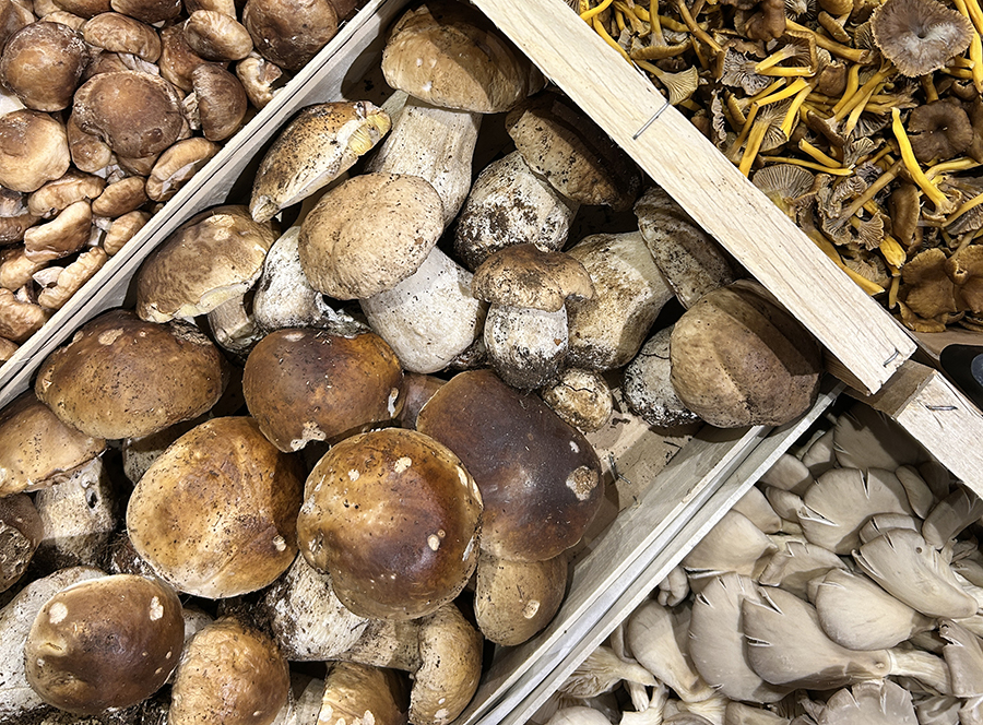 Champignon ok