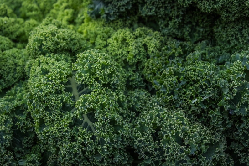Chou kale