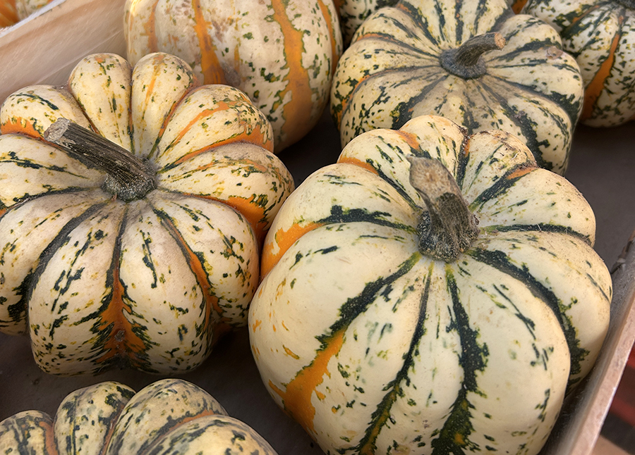 Courges et coloquintes