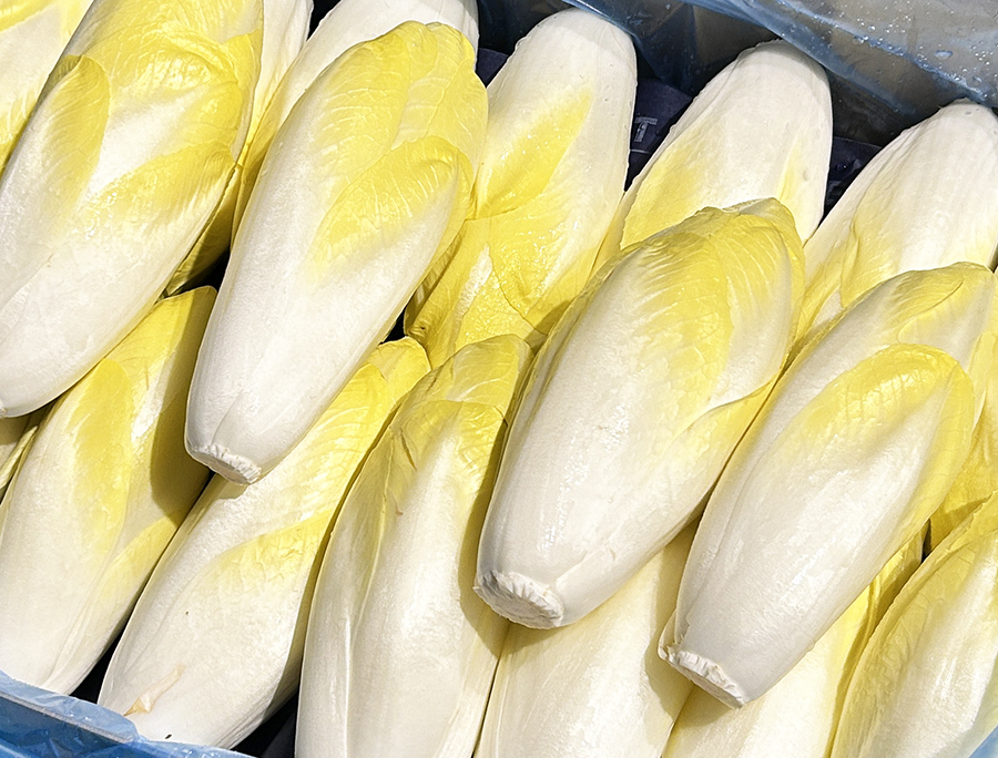 Endive