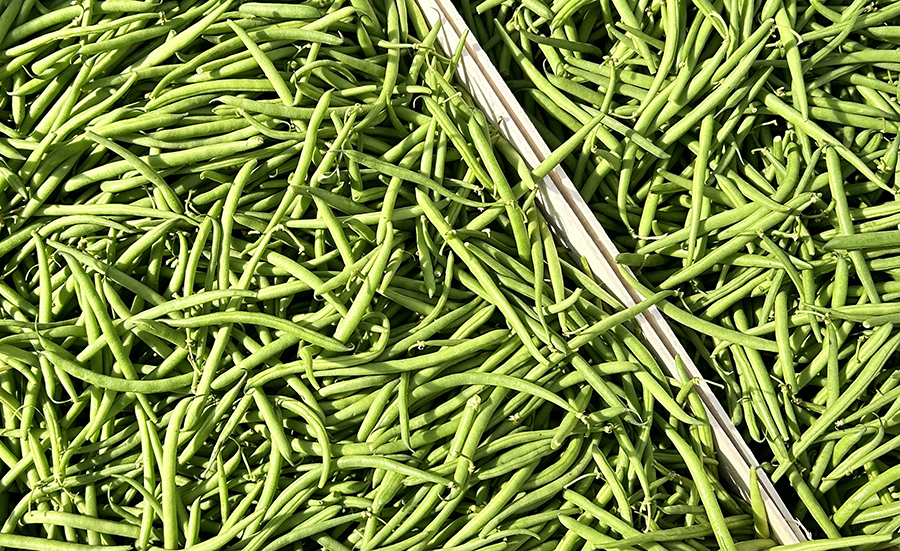 Haricots verts