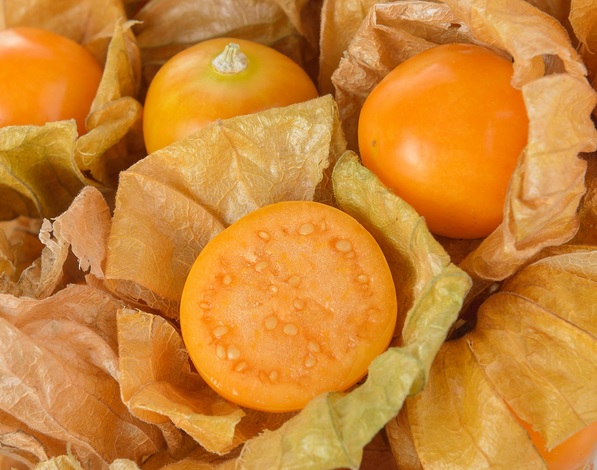 Physalis
