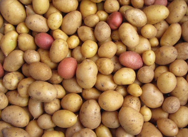 Pommes de terre