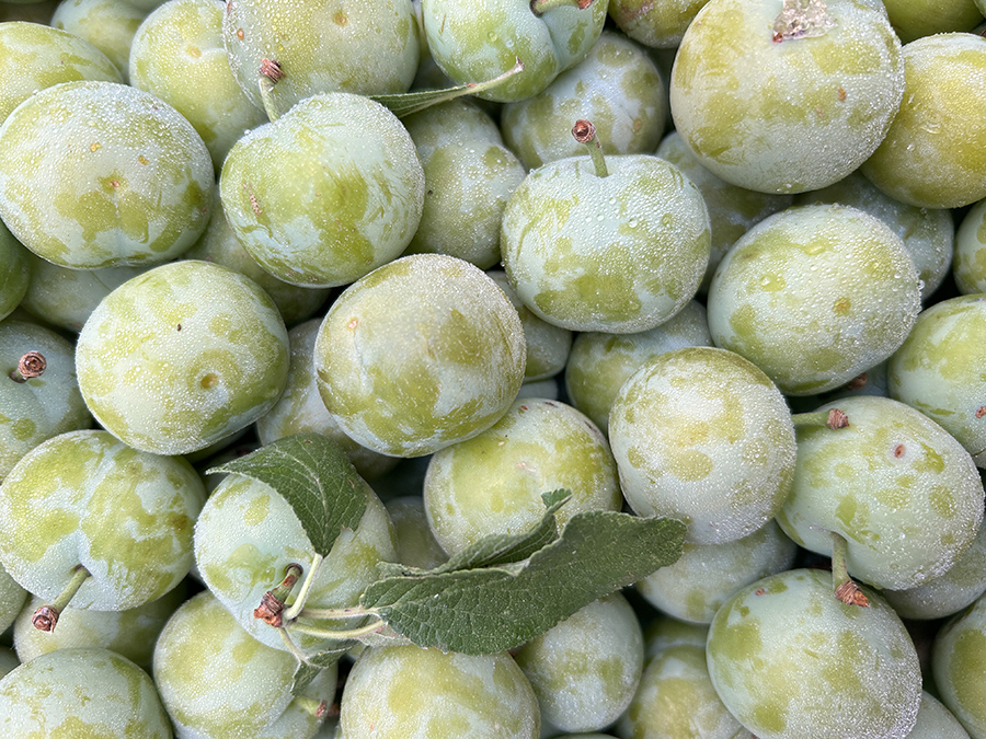Prune verte ok