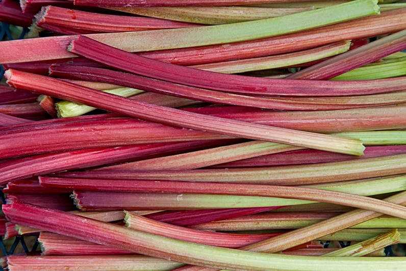 Rhubarbe