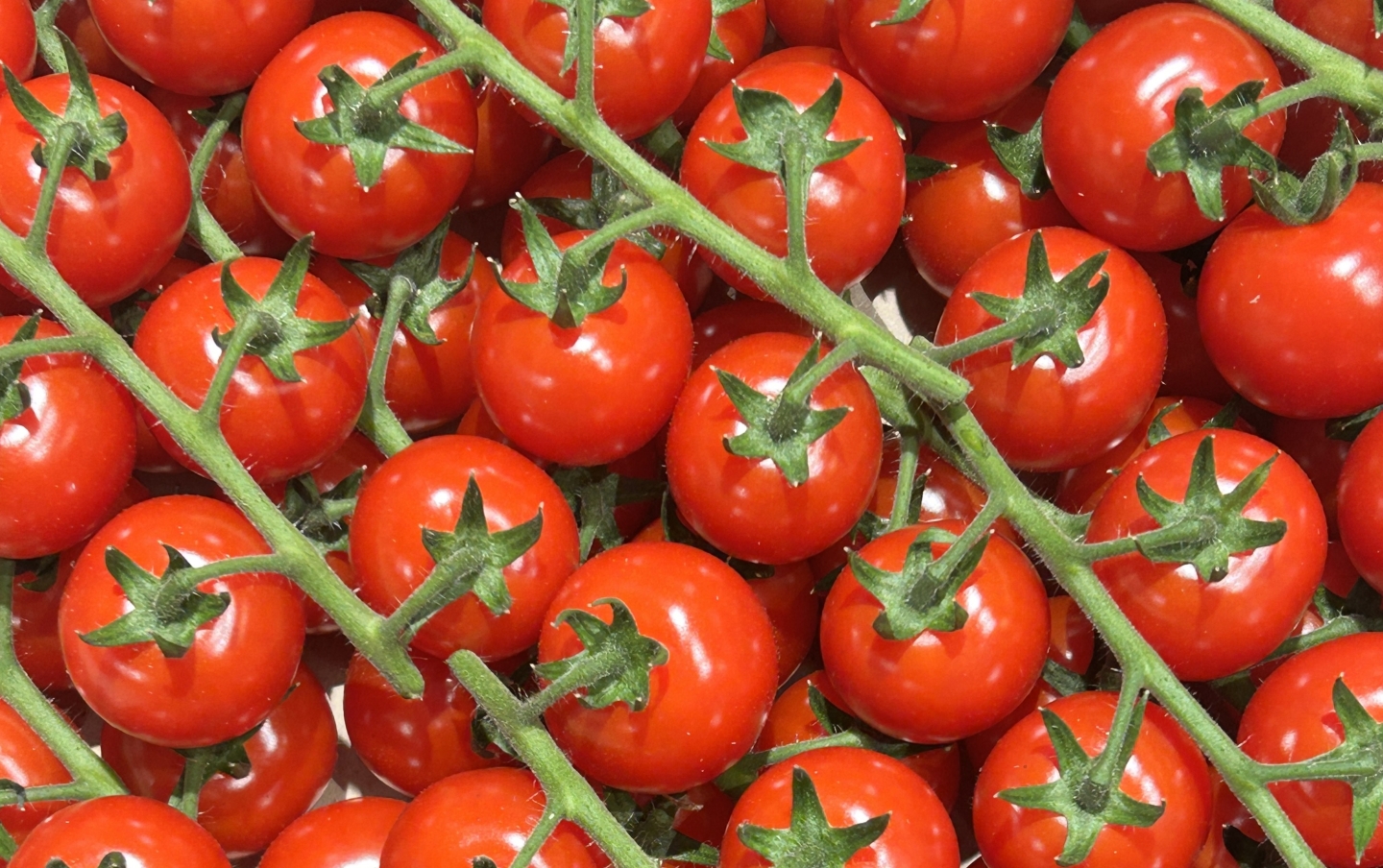 Tomate grappe