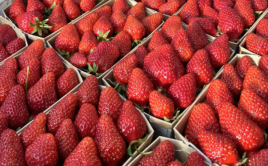 Fraises ok