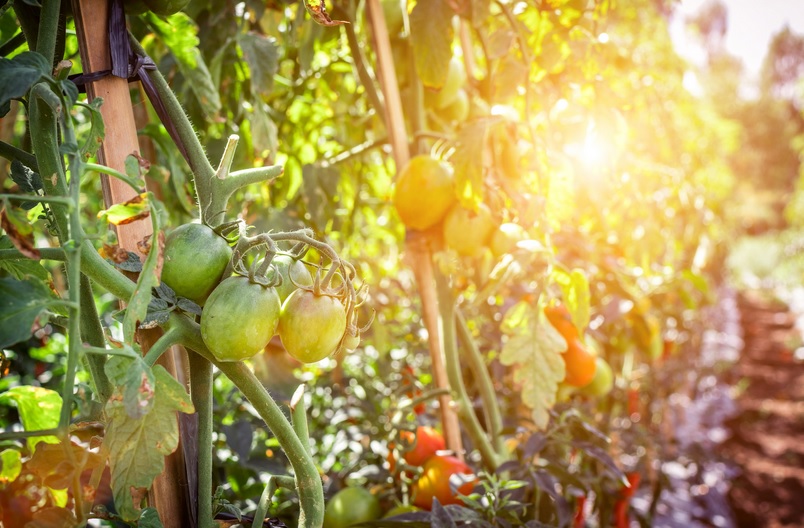 Tomates 2