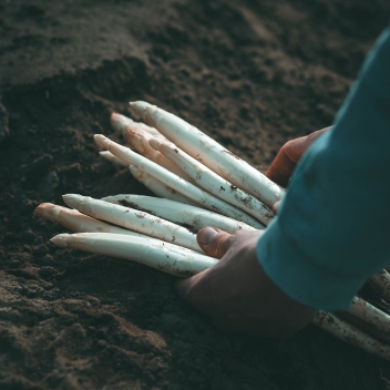 Asperges sable landes